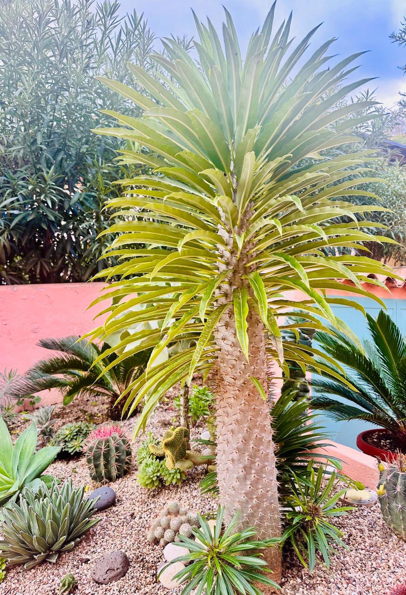 Il Giardino Davanti Al Mare オロゼーイ エクステリア 写真